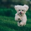 For the Queen : le caniche de la destinée