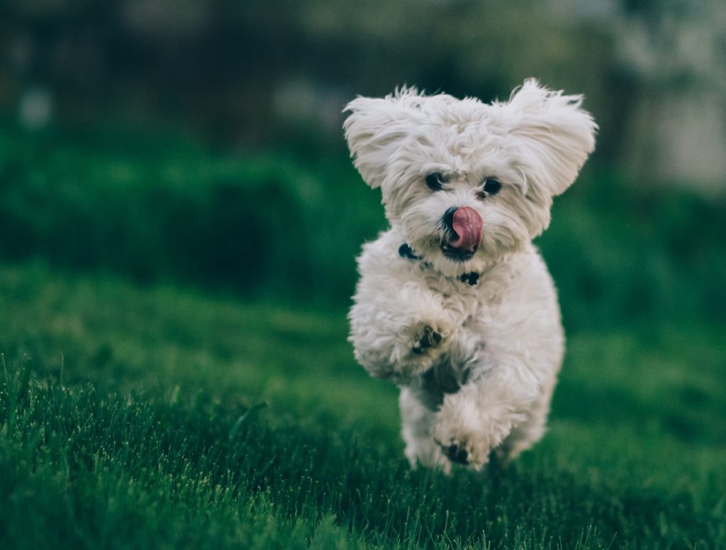 For the Queen : le caniche de la destinée