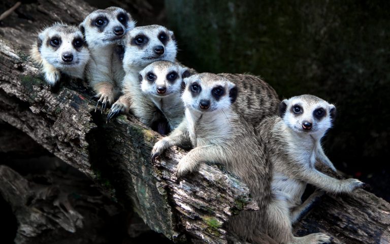 Photo d'un groupe de suricates, des petits mammifères très connus pour vivre en communauté et veillant les uns sur les autres